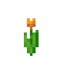Orange Tulip
