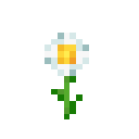 Oxeye Daisy