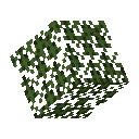 Spruce Leaves